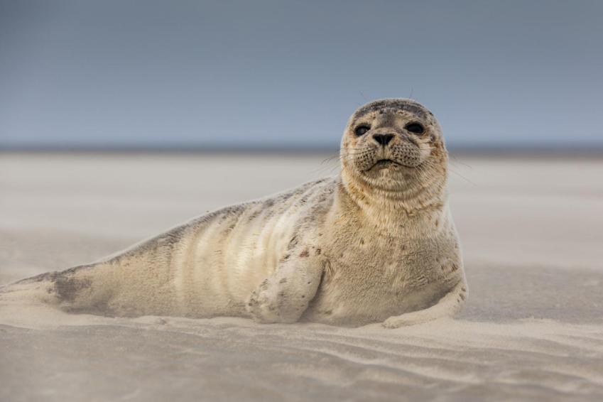 Paddle - Vue Mer - 100M Plage Berck Eksteriør billede