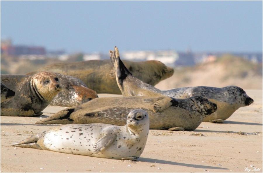 Paddle - Vue Mer - 100M Plage Berck Eksteriør billede